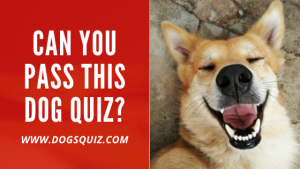 dog quiz