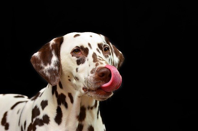 Dalmatian Dog Quiz