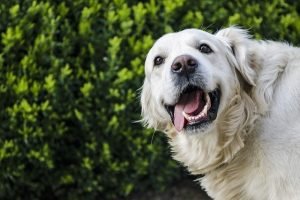 golden retriever quiz