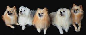 pomeranian qualities