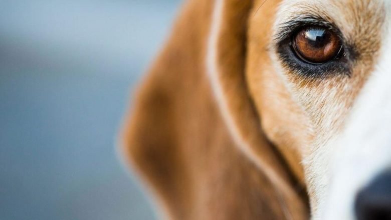 22 Cool Facts About Beagles Dogs You Probably Didn’t Know!