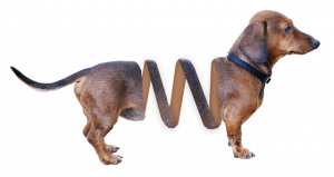 dachshund quiz