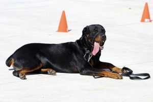 rottweiler facts