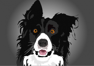 border collie quiz