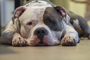 dog breeds for depression