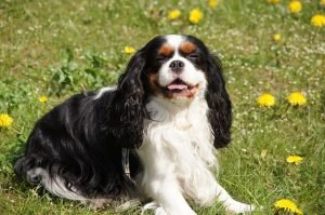 cavalier king charles spaniel trivia