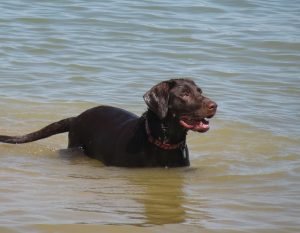 Labrador Retrievers are excellent swimmers. True or False? - Dogs Quiz