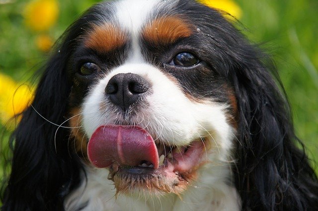 cavalier king charles spaniel facts