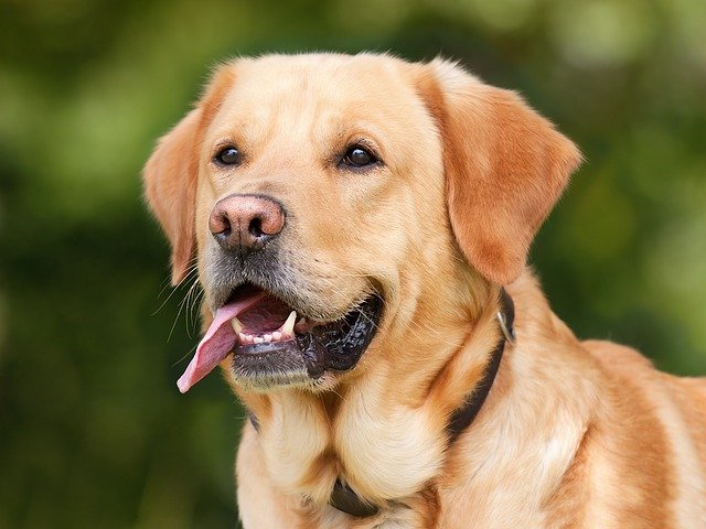 labrador quiz questions and answers