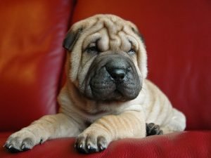 shar pei quiz