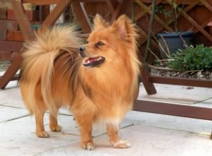 papillon cross dog