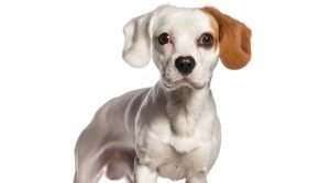 jack russell terrier facts