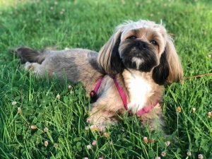 lhasa apso mix breed