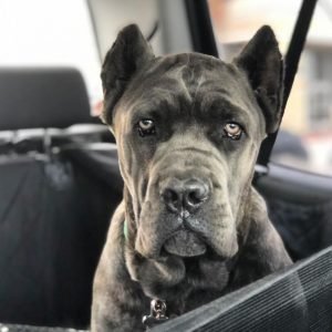 cane corso test