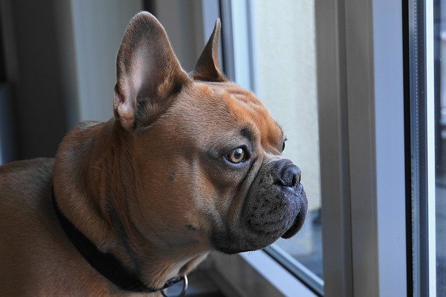 dog breed quiz
