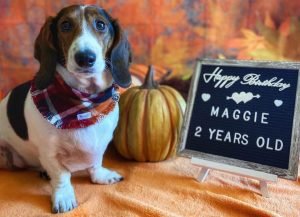 basset hound facts and information