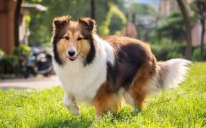 shetland sheepdog mixes