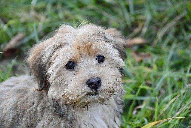 should i get a havanese puppy