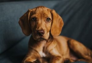 Vizsla Beagle Mix (Vizsla and Beagle)