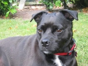 staffordshire bull terrier mix breed