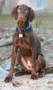 should i get a weimaraner or vizsla