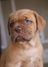 Dogue de Bordeaux x Boxer mix = Dogue de Boxer