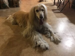 Afghan Hound x Golden Retriever mix = Afghan Retriever