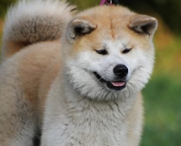 akita quiz