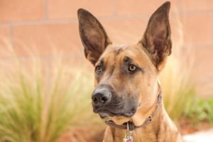 Belgian Malinois quiz