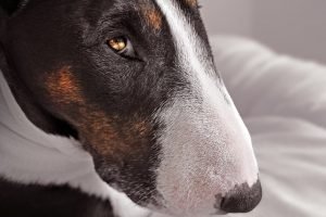 bull terrier quiz