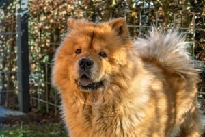 is a chow chow right for me quiz