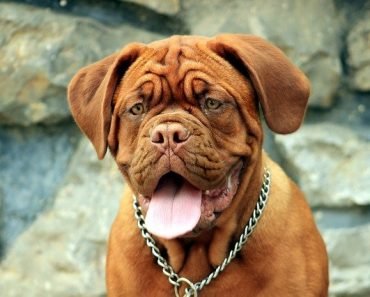 dogue de bordeaux quiz
