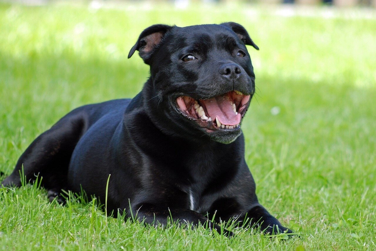 Can You Guess These Staffordshire Bull Terrier Mix Breeds Quiz | 13 Q