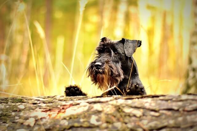 miniature schnauzer quiz