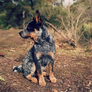 australian cattle dog quiz