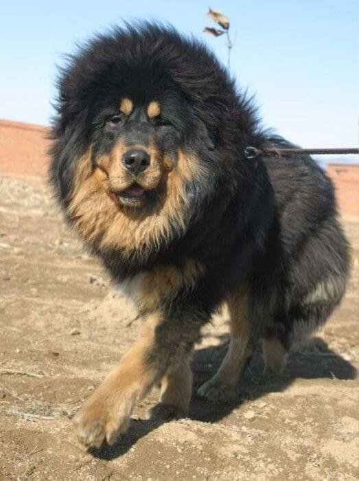 tibetan mastiff facts