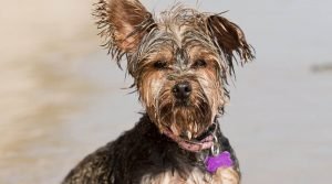 Griffonshire - Yorkshire Terrier and Brussels Griffon