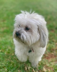 Coton Bolonka - Coton de Tulear and Russian Tsvetnaya Bolonka