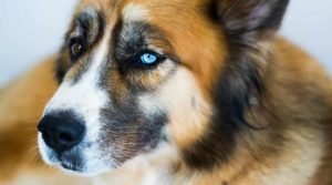 Saint Berhusky - Siberian Husky and Saint Bernard