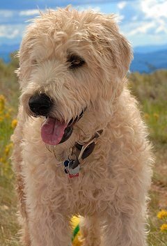 soft coated wheaten terrier trivia