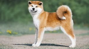 Akita Inu - Shiba Inu and Akita