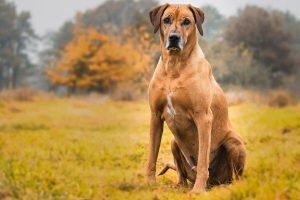 Rhodesian Shepherd (German Shepherd x Rhodesian Ridgeback)