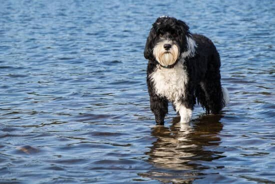 should i get a portuguese water dog quiz