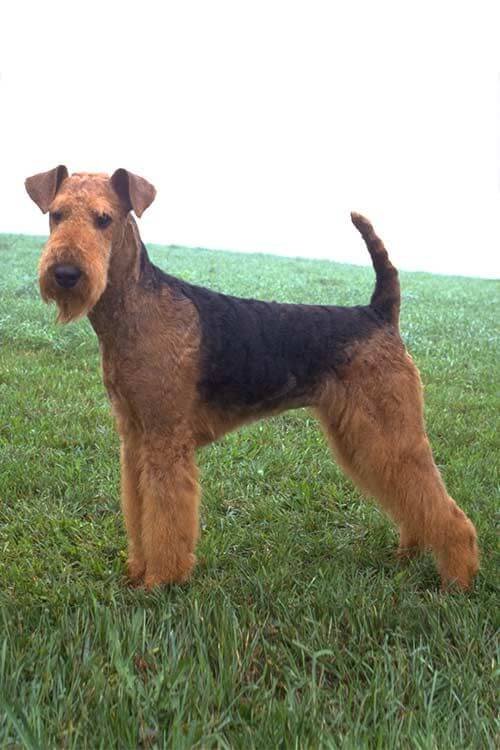 airedale terrier information