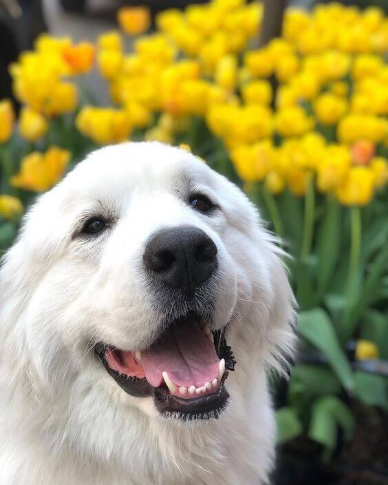 great pyrenees information