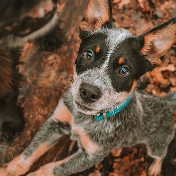 australian cattle dog breed facts