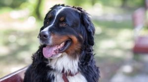 Labernese - Bernese Mountain Dog and Labrador Retriever