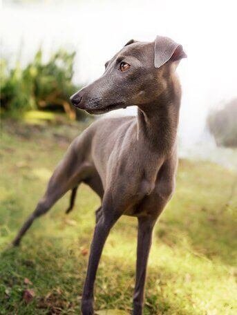 whippet facts and information