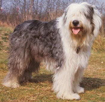 is an old english sheepdog right for me