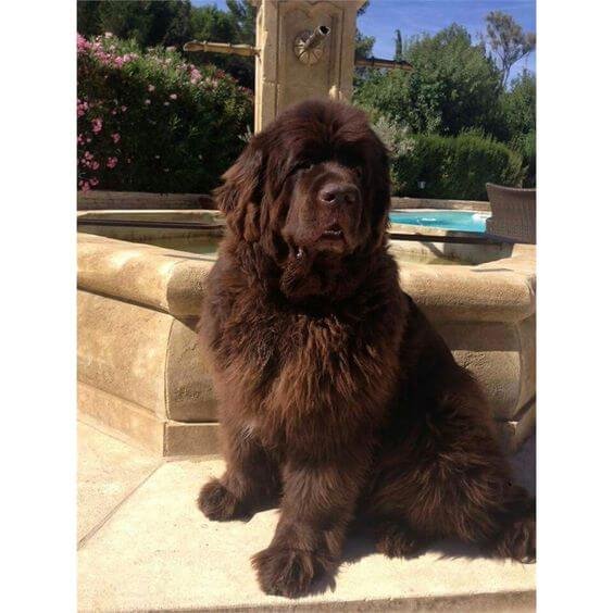 should i get a newfoundland dog quiz